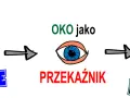 Fiksacja wzroku: bodźce wzrokowe przez oko jako przekaźnik trafiają do mózgu, który widzi.