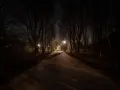 Aleja drzew nocą, oświetlona latarniami. Ciemność i cienie przypominają, jak widzi kurza ślepota.