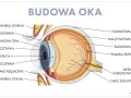 Schemat budowy oka, ukazujący jego narząd wzroku: rogówkę, tęczówkę, soczewkę, siatkówkę i nerw wzrokowy.