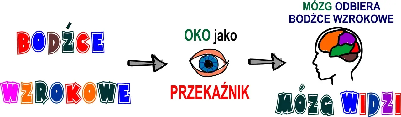 Fiksacja wzroku: bodźce wzrokowe przez oko jako przekaźnik trafiają do mózgu, który widzi.