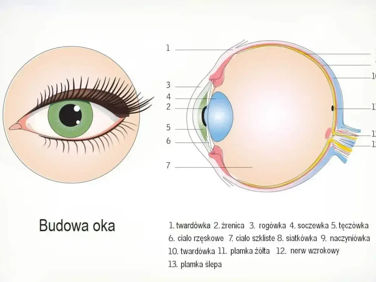 Ilustracja pokazuje przekrój oka, wyjaśniając, jak powstaje obraz w oku. Widoczne są jego poszczególne części, od rogówki po siatkówkę.