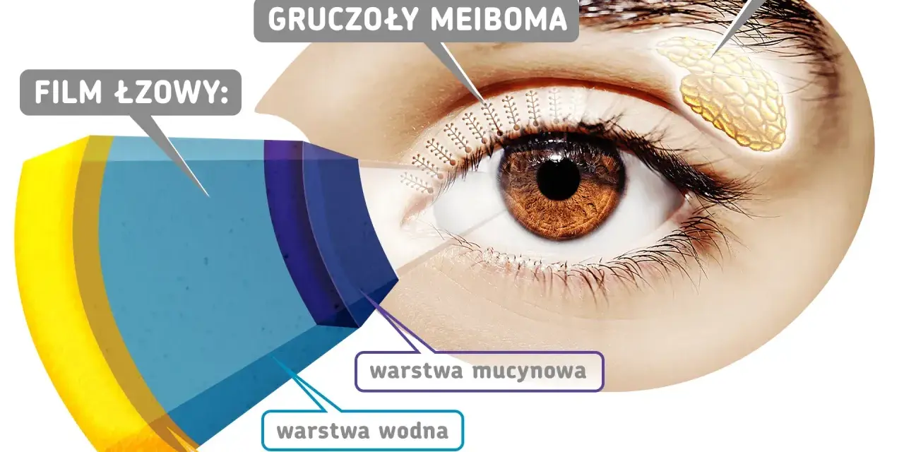 Schemat oka z zaznaczonymi gruczołami Meiboma, produkującymi warstwę lipidową filmu łzowego.