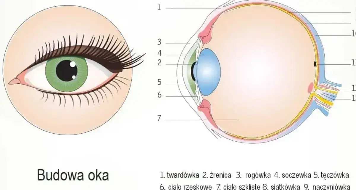 Ilustracja pokazuje przekrój oka, wyjaśniając, jak powstaje obraz w oku. Widoczne są jego poszczególne części, od rogówki po siatkówkę.