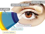 Schemat oka z zaznaczonymi gruczołami Meiboma, produkującymi warstwę lipidową filmu łzowego.