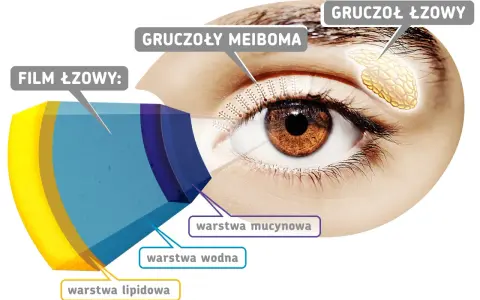Schemat oka z zaznaczonymi gruczołami Meiboma, produkującymi warstwę lipidową filmu łzowego.