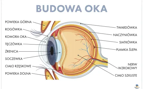 Schemat budowy oka, ukazujący jego narząd wzroku: rogówkę, tęczówkę, soczewkę, siatkówkę i nerw wzrokowy.