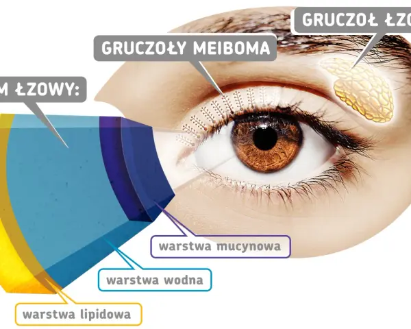 Schemat oka z zaznaczonym gruczołem łzowym, gruczołami Meiboma i warstwami filmu łzowego: lipidową, wodną i mucynową.