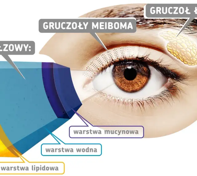 Schemat oka z zaznaczonymi gruczołami Meiboma, produkującymi warstwę lipidową filmu łzowego.