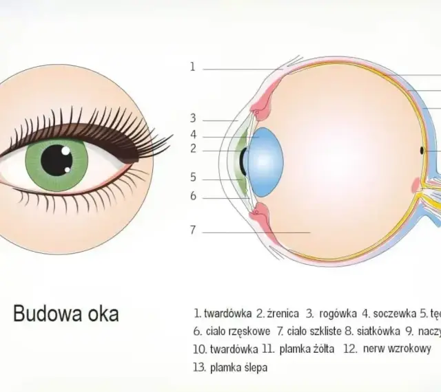 Ilustracja pokazuje przekrój oka, wyjaśniając, jak powstaje obraz w oku. Widoczne są jego poszczególne części, od rogówki po siatkówkę.