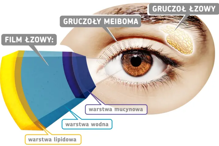 Schemat oka z zaznaczonym gruczołem łzowym, gruczołami Meiboma i warstwami filmu łzowego: lipidową, wodną i mucynową.