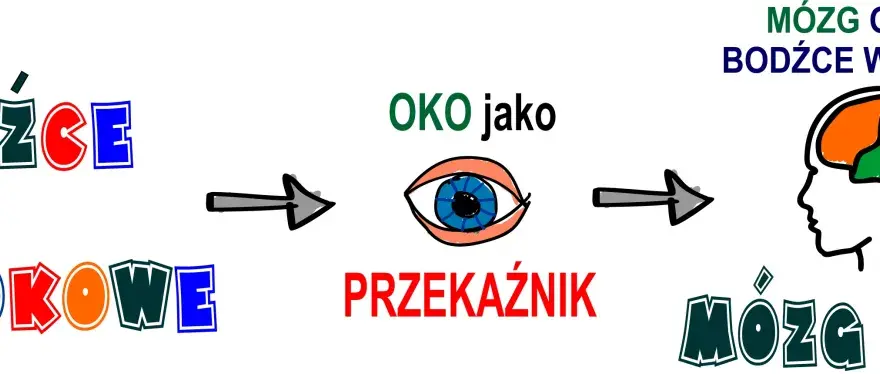 Fiksacja wzroku: bodźce wzrokowe przez oko jako przekaźnik trafiają do mózgu, który widzi.