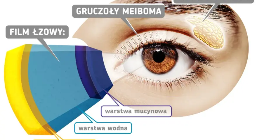 Schemat oka z zaznaczonymi gruczołami Meiboma, produkującymi warstwę lipidową filmu łzowego.
