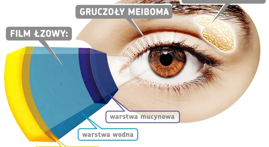 Schemat oka z zaznaczonym gruczołem łzowym, gruczołami Meiboma i warstwami filmu łzowego: lipidową, wodną i mucynową.