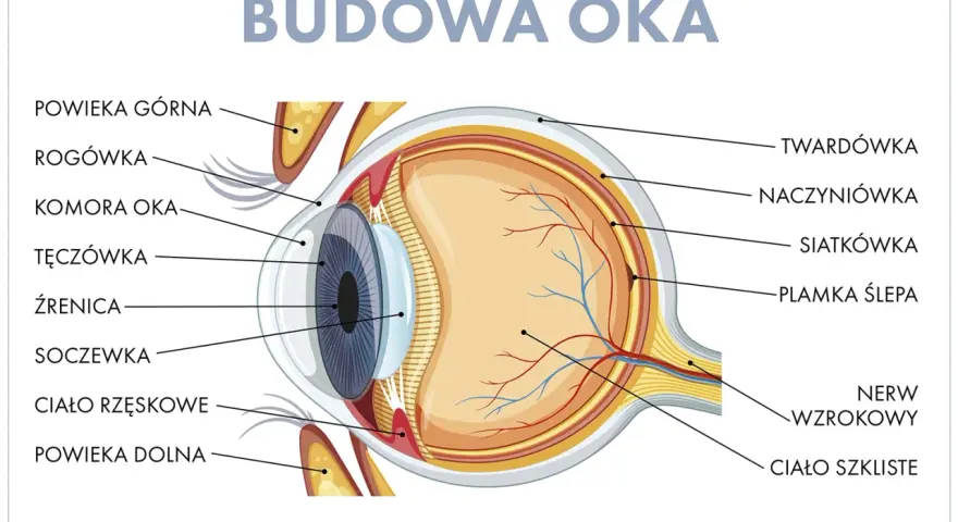 Schemat budowy oka, ukazujący jego narząd wzroku: rogówkę, tęczówkę, soczewkę, siatkówkę i nerw wzrokowy.