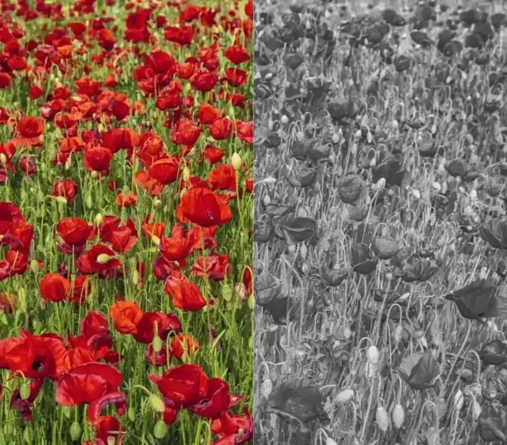 Por&oacute;wnanie obraz&oacute;w widzianych przez osoby z normalnym wzrokiem i daltonizmem