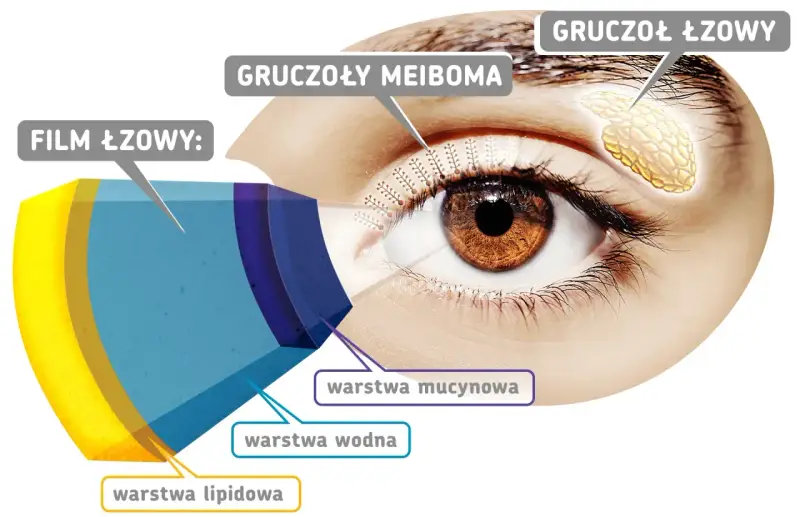 Schemat oka z zaznaczonymi gruczołami Meiboma, produkującymi warstwę lipidową filmu łzowego.