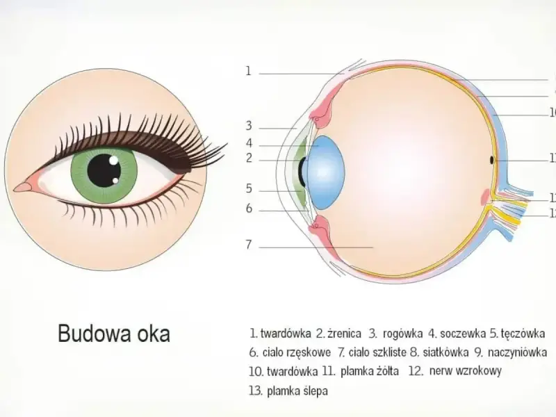 Ilustracja pokazuje przekrój oka, wyjaśniając, jak powstaje obraz w oku. Widoczne są jego poszczególne części, od rogówki po siatkówkę.